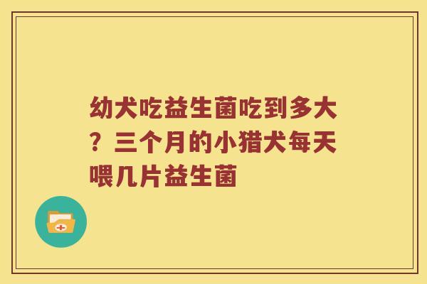 幼犬吃益生菌吃到多大？三个月的小猎犬每天喂几片益生菌