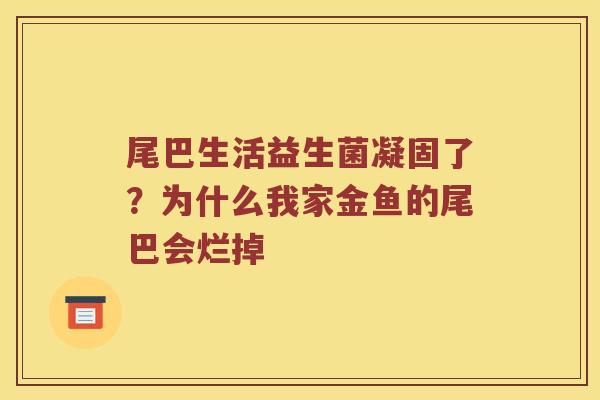 尾巴生活益生菌凝固了?为什么我家金鱼的尾巴会烂掉 尾巴生活益生菌凝固了?为什么我家金鱼的尾巴会烂掉