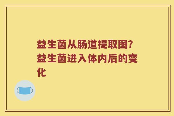益生菌从肠道提取图？益生菌进入体内后的变化