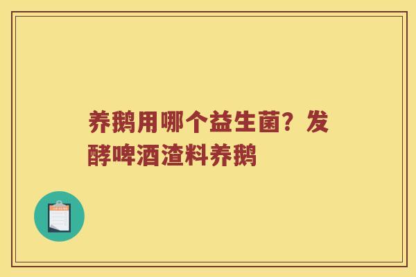 养鹅用哪个益生菌？发酵啤酒渣料养鹅