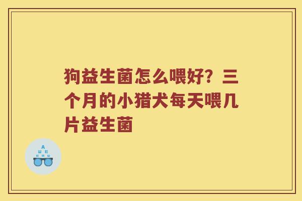 狗益生菌怎么喂好?三个月的小猎犬每天喂几片益生菌 狗益生菌怎么喂好?三个月的小猎犬每天喂几片益生菌