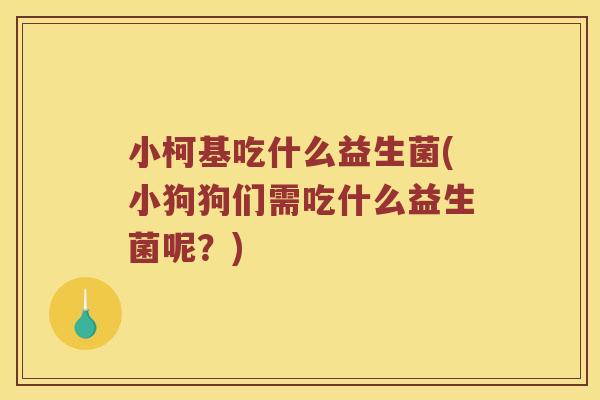 小柯基吃什么益生菌(小狗狗们需吃什么益生菌呢？)
