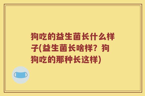 狗吃的益生菌长什么样子(益生菌长啥样？狗狗吃的那种长这样)