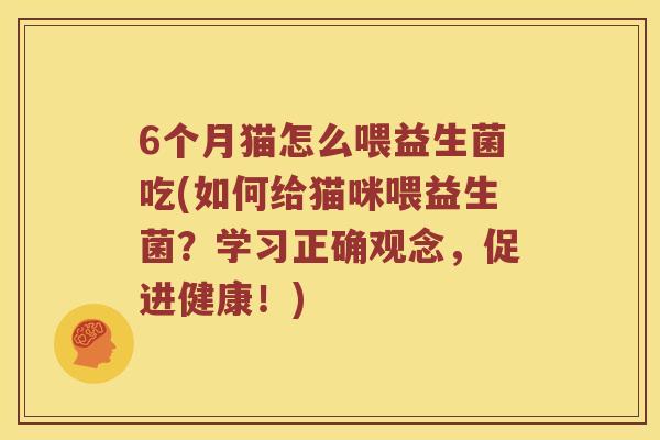 6个月猫怎么喂益生菌吃(如何给猫咪喂益生菌？学习正确观念，促进健康！)