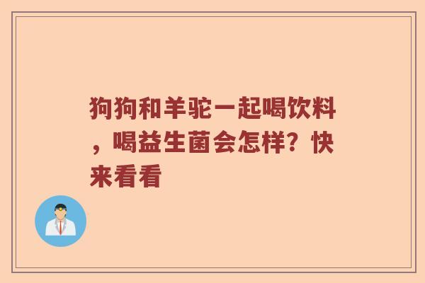 狗狗和羊驼一起喝饮料，喝益生菌会怎样？快来看看