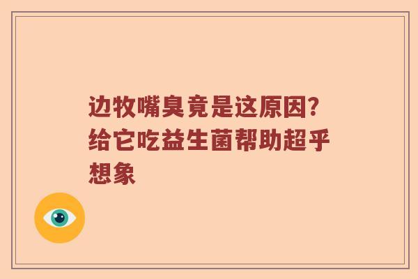 边牧嘴臭竟是这原因？给它吃益生菌帮助超乎想象